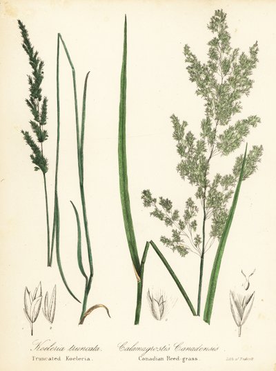 Çayır kama ölçeği, Sphenopholis obtusata ve Kanada kamış otu, Calamagrostis canadensis by Endicott Endicott