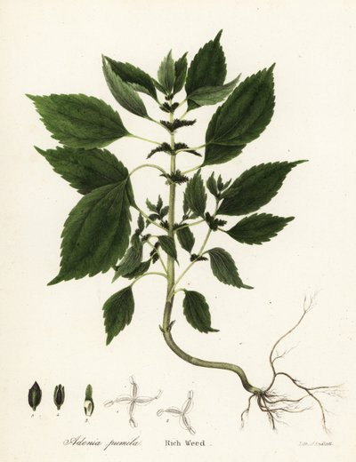 Zengin ot, Adenia pumila (Collinsonia canadensis?) by Endicott Endicott