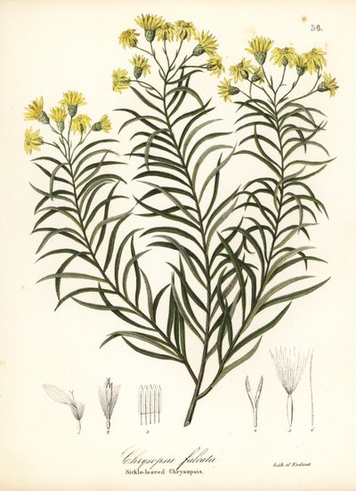 Orak yapraklı ipek otu veya orak yapraklı altın aster, Pityopsis falcata (Orak yapraklı chrysopsis, Chrysopsis falcata) by Endicott Endicott