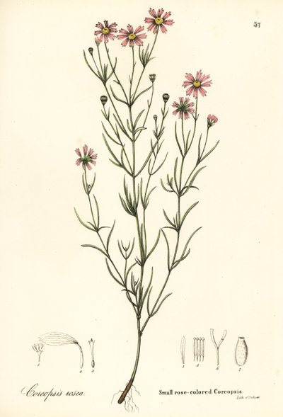 Küçük gül renkli koreopsis, Coreopsis rosea by Endicott Endicott
