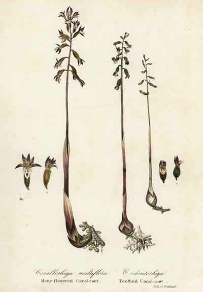 Benekli mercankökü, Corallorhiza maculata ve sonbahar mercan kökü, Corallorhiza odontorhiza (Çok çiçekli mercankökü, Corallorhiza multiflora ve dişli mercan kökü, C by Endicott Endicott