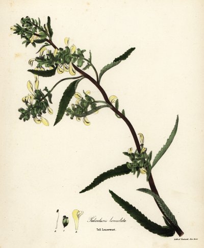 Uzun bit otu veya bataklık biti, Pedicularis lanceolata by Endicott Endicott