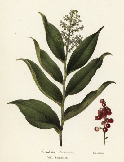Treacleberry, Maianthemum racemosum (Vahşi spikenard, Smilacina racemosa) by Endicott Endicott