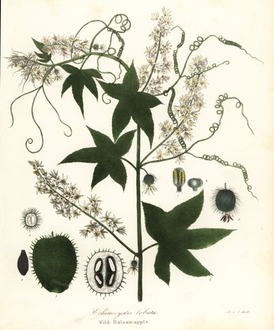 Yabani salatalık, dikenli salatalık, bur salatalık veya yabani Balsam elması, Echinocystis lobata by Endicott Endicott