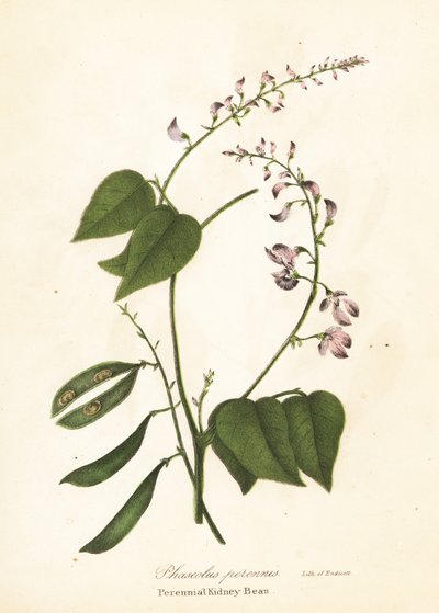 Yabani barbunya, Phaseolus polystachios (Çok yıllık barbunya, Phaseolus perennis) by Endicott Endicott