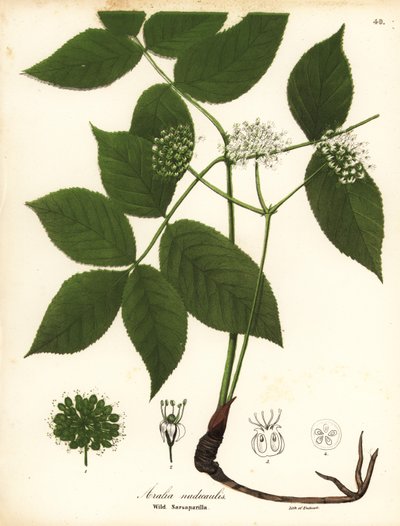 Yabani sarsaparilla, Aralia nudicaulis by Endicott Endicott