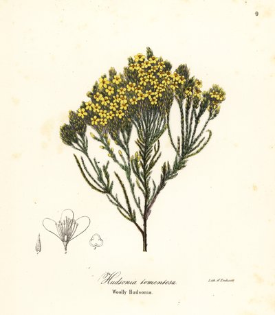 Yünlü beachheather, beach funda, kum funda veya yünlü hudsonia, Hudsonia tomentosa by Endicott Endicott