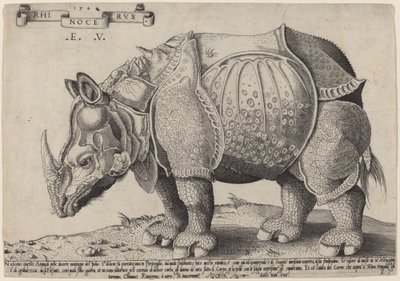 Gergedan by Enea Vico after Albrecht Dürer