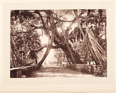 Bir Banyan ağacı, Java by English Photographer