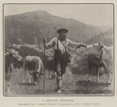 Brescian Çobanı by English Photographer