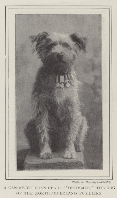 Bir Canine Veteran Dead, Davulcu, Northumberland Fusiliers