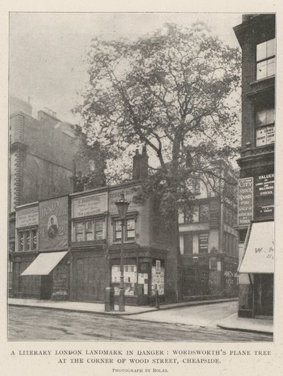 Tehlikede Bir Edebi Londra Dönüm Noktası, Wood Street, Cheapside Köşesinde Wordsworths Çınar Ağacı by English Photographer