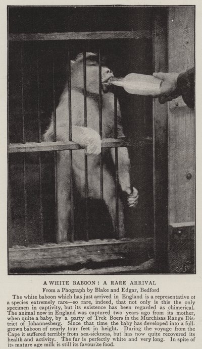 Beyaz Babun, nadir bir varış by English Photographer