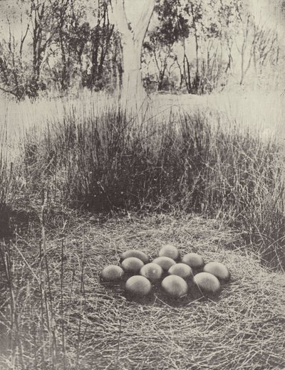 Emus Yuvası by English Photographer