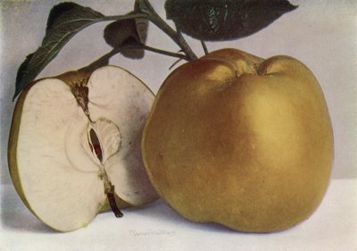 Apple, Lord Derby (renkli fotoğraf) by English Photographer
