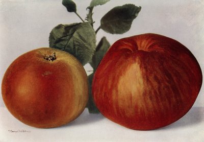 Elmalar, Cox