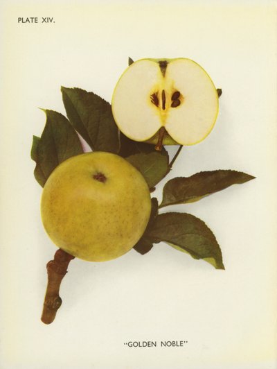 İngiltere Elmaları: Golden Noble (renkli fotoğraf) by English Photographer