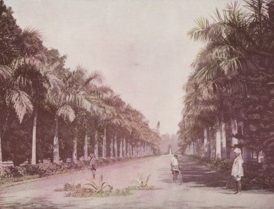 Palmiye Caddesi, Botanik Bahçeleri, Kalküta (renkli fotoğraf) by English Photographer