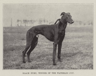 Black Fury, Waterloo Kupasının Kazananı by English Photographer
