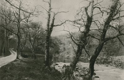 Bolton Ormanları by English Photographer