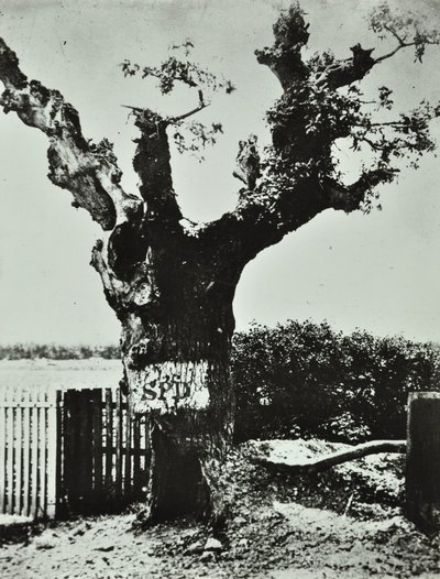 Brockley Lane: Old Oak, Londra, 1890 by English Photographer