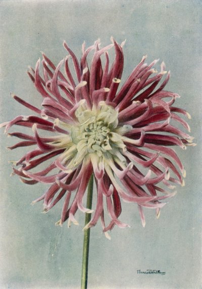 Kaktüs Dahlia, Bayan Randle (renkli fotoğraf) by English Photographer