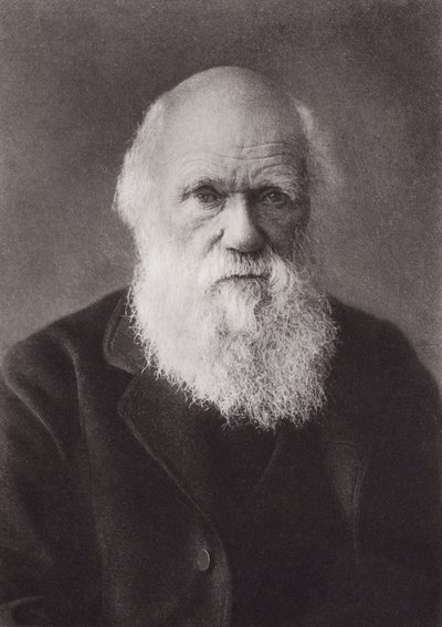 Charles Darwin, portre, c 1880 (s/b fotoğraf) by English Photographer