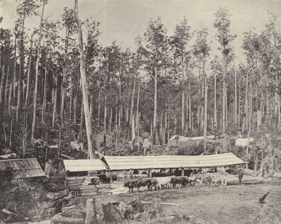 Childers Kereste Fabrikası, Gippsland by English Photographer