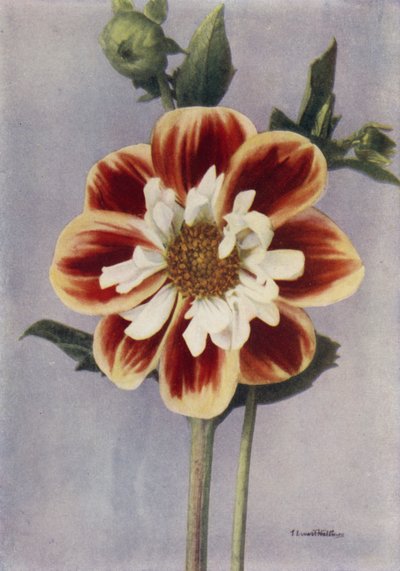 Collerette Dahlia, Gallia (renkli fotoğraf) by English Photographer