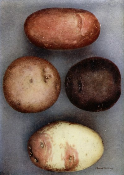 Renkli Patatesler (renkli fotoğraf) by English Photographer
