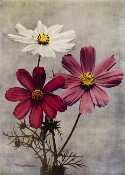 Cosmos Bipinnatus (renkli fotoğraf) by English Photographer