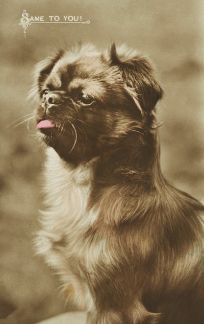 Dilini dışarı çıkaran köpek (renkli fotoğraf) by English Photographer