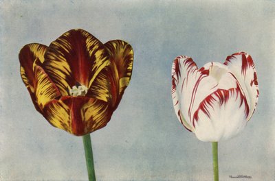 Dr Hardy ve Bayan Collier (renkli fotoğraf) by English Photographer