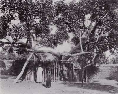 Mısır: Bakire Ağacı (s/b fotoğraf) by English Photographer