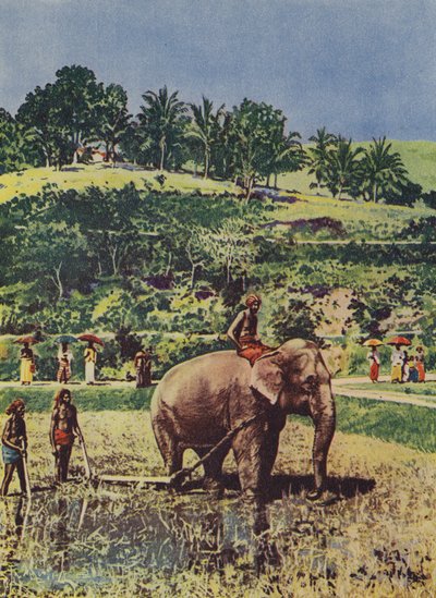 Hindistan