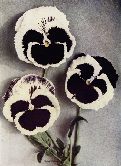 Fancy Pansies, Bayan Neil, Bayan J Stewart ve Margaret Fife (renkli fotoğraf) by English Photographer