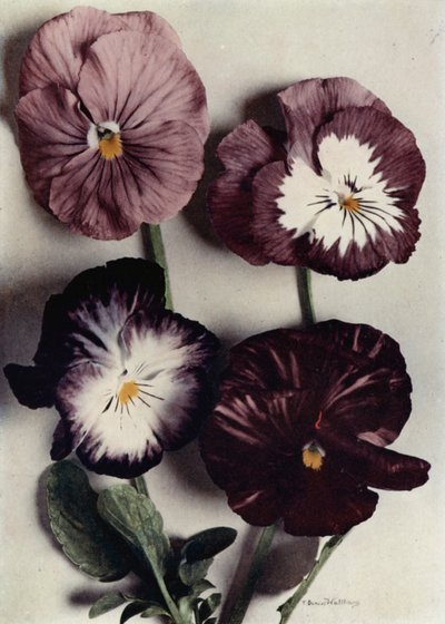 Fancy Violas, Louie Granger, Bayan Chichester, Kate Houston ve Argyle Dükü (renkli fotoğraf) by English Photographer