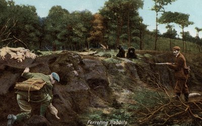Kırsal kesimde tavşanlar için yaban gelinciği by English Photographer