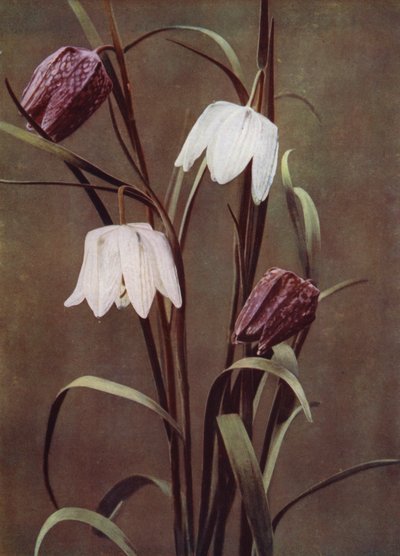 Fritillaries (fotoğraf) by English Photographer