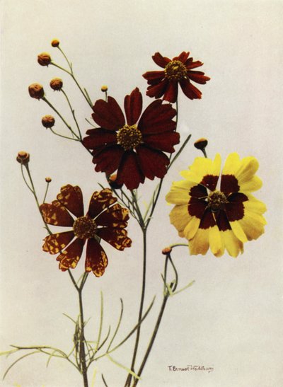 Coreopsis Drummondii ve C Tinctoria Bahçe Çeşitleri (renkli fotoğraf) by English Photographer