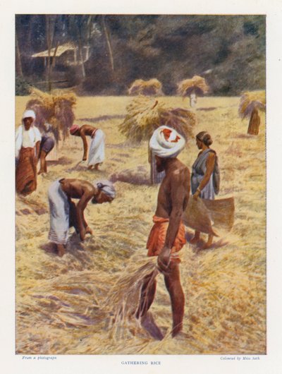 Pirinç Toplama (renkli fotoğraf) by English Photographer