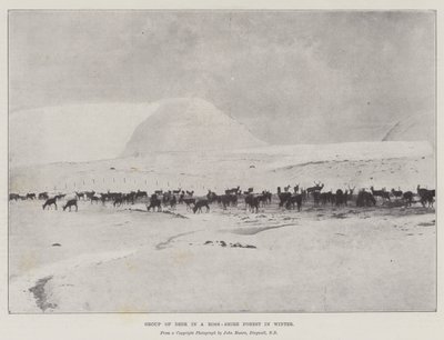 Kışın Ross-Shire Ormanında Geyik Grubu by English Photographer