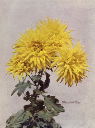 Horace Martin (renkli fotoğraf) by English Photographer