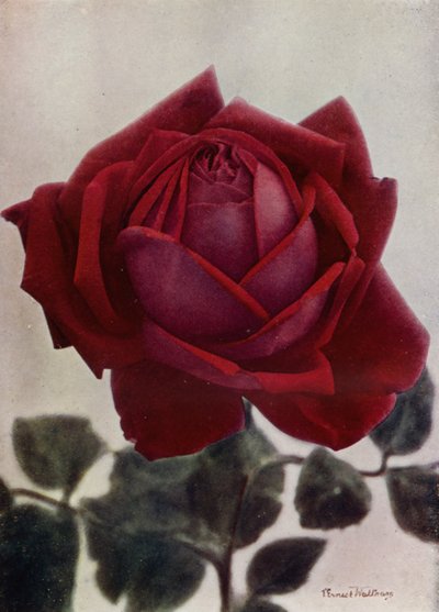 Hugh Dickson (HP) (renkli fotoğraf) by English Photographer