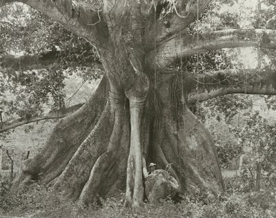 Jamaika: Tom Cringles Pamuk Ağacı, İspanyol Kasabası Yolu (b/w fotoğraf) by English Photographer