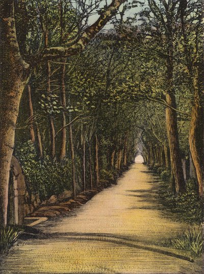 Jersey: Vinchelez Lane (renkli fotoğraf) by English Photographer