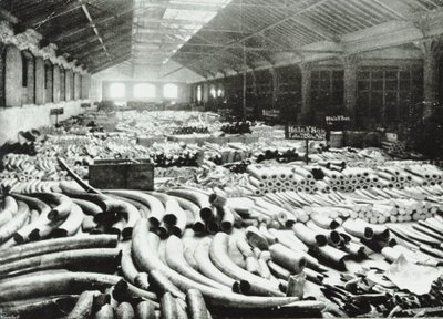 London Docks: fildişi deposu, 1895 by English Photographer