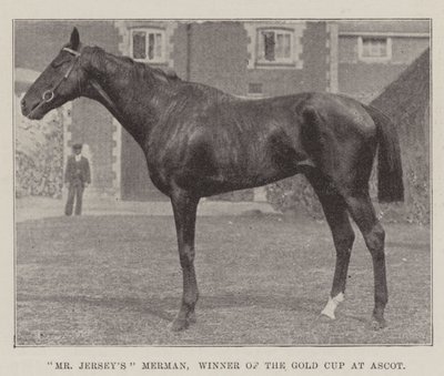 Bay Jerseys Merman, Ascot