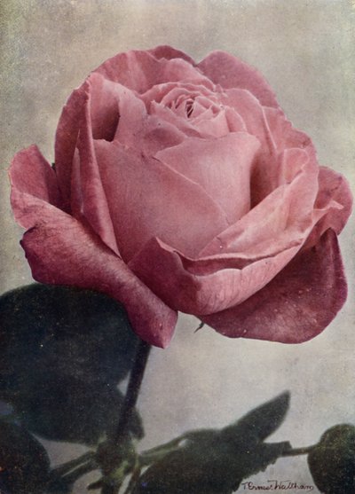 Bayan John Laing (HP) (renkli fotoğraf) by English Photographer
