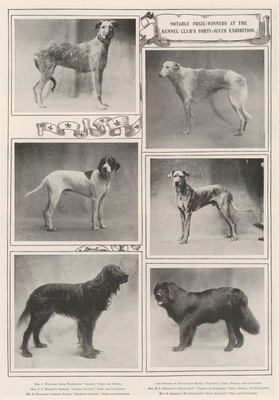 Kennel Clubs Kırk Altıncı Sergide Önemli Ödül Kazananlar by English Photographer